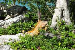 Green Iguana