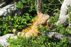 Green Iguana