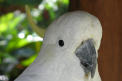 Sulphur-crested Cockatoo (Cacatua galerita)