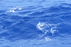 32421-IMG_3455