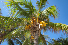 Coco Cay (Little Stirrup Cay), Bahamas - 2015 - Jan   - Western Caribbean - RCI - Explorer of the Seas