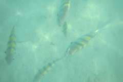 Fish at Coco Cay (Little Stirrup Cay), Bahamas - 2015- Jan   - Western Caribbean - RCI - Explorer of the Seas