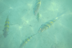 Fish at Coco Cay (Little Stirrup Cay), Bahamas - 2015- Jan   - Western Caribbean - RCI - Explorer of the Seas