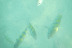 Fish at Coco Cay (Little Stirrup Cay), Bahamas - 2015- Jan   - Western Caribbean - RCI - Explorer of the Seas