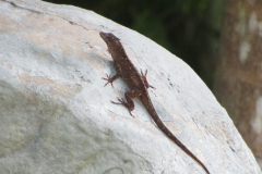 Smooth Anole (Anolis rodriguezi) at Chankanaab  Park on  Cozumel, Mexico