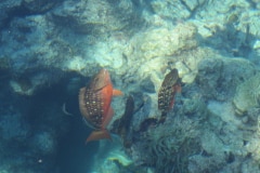 Fish at Chankanaab  Park on  Cozumel, Mexico