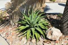 Oasis-February-2020-00443