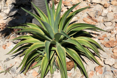 Oasis-February-2020-00445