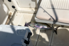 Oasis-February-2020-00462