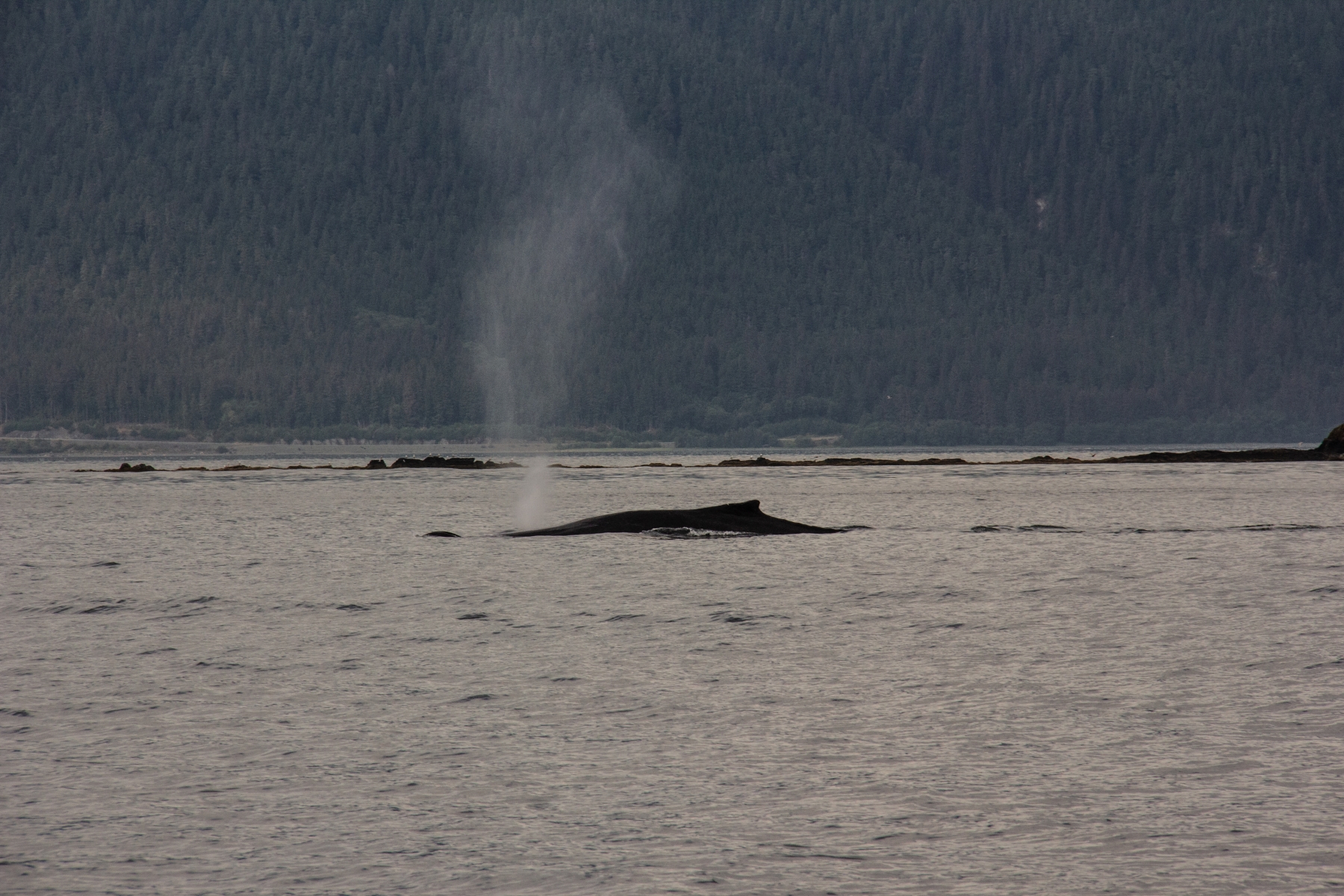 Humpback whales in Juneau, Alaska