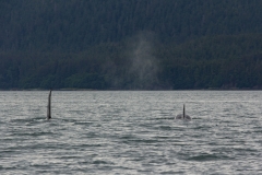 Orcas aka Killer whales near Juneau, Alaska