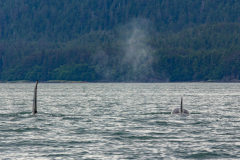 Orcas aka Killer whales near Juneau, Alaska