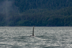 Orca (Orcinus  ) aka Killer whale