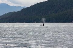 Orcas ( Orcinus  ) aka Killer whales near Juneau, Alaska