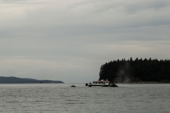Humpback whales  (Megaptera novaeangliae) in Juneau, Alaska