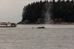 Humpback whales in Juneau, Alaska