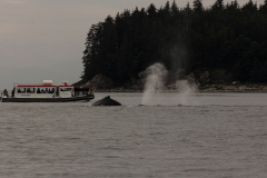 Humpback whales in Juneau, Alaska