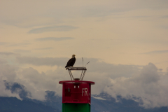 Bald Eagle top of   a buoy near Point Retreat Lighthouse on  ninety-mile-long Admiralty Island near Juneau, Alaska