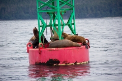 Sea Lions on Buoy near  Juneau, Alaska