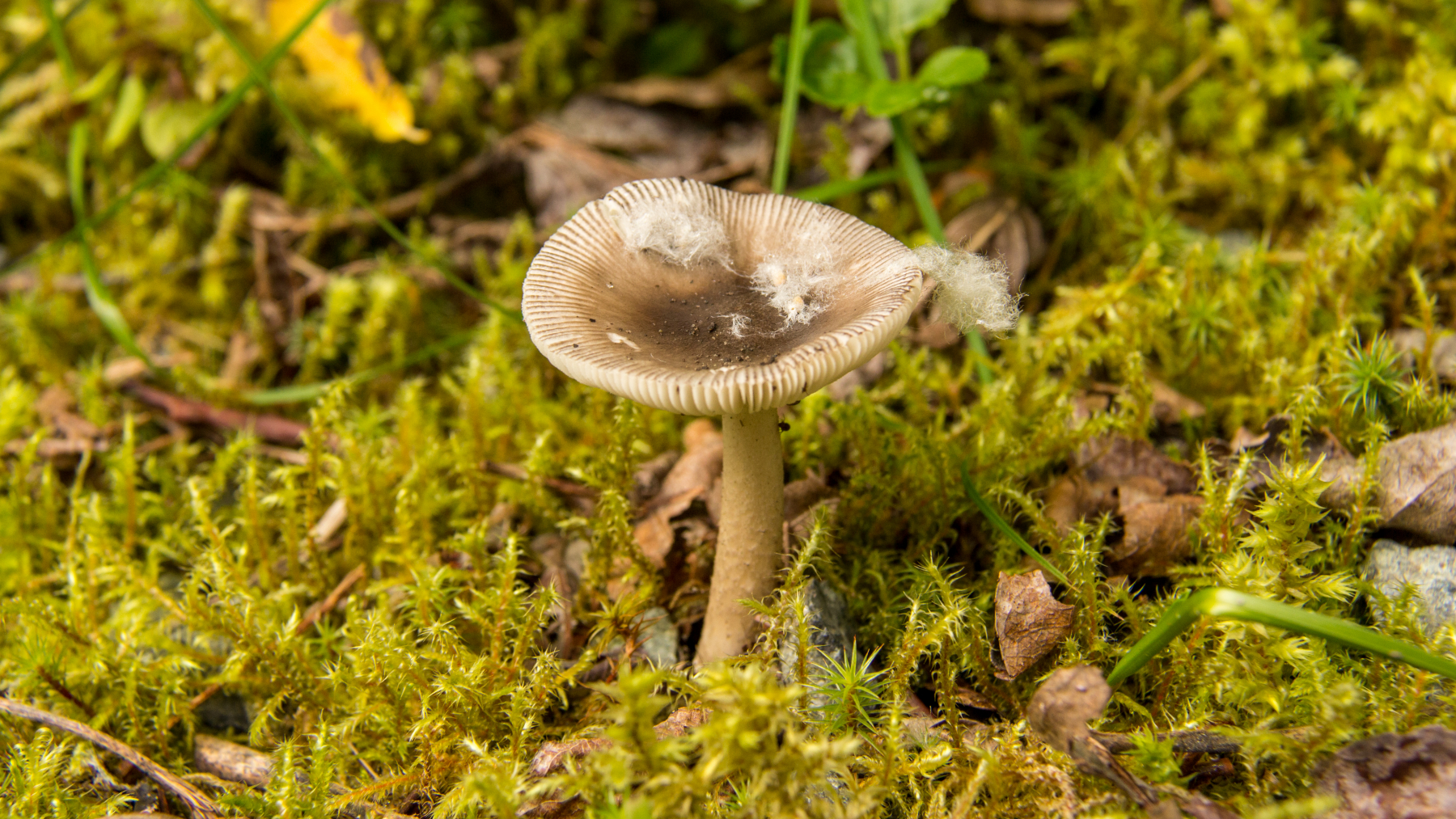Mushroom near Mendenhall Glacier