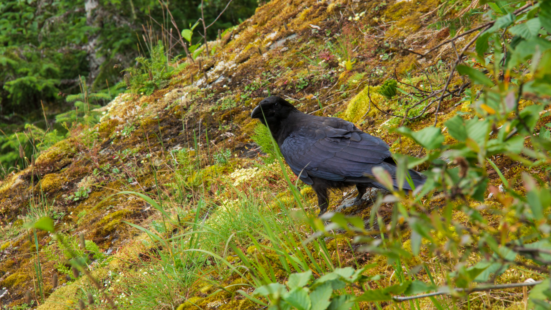 Bird near Mendenhall Glacier