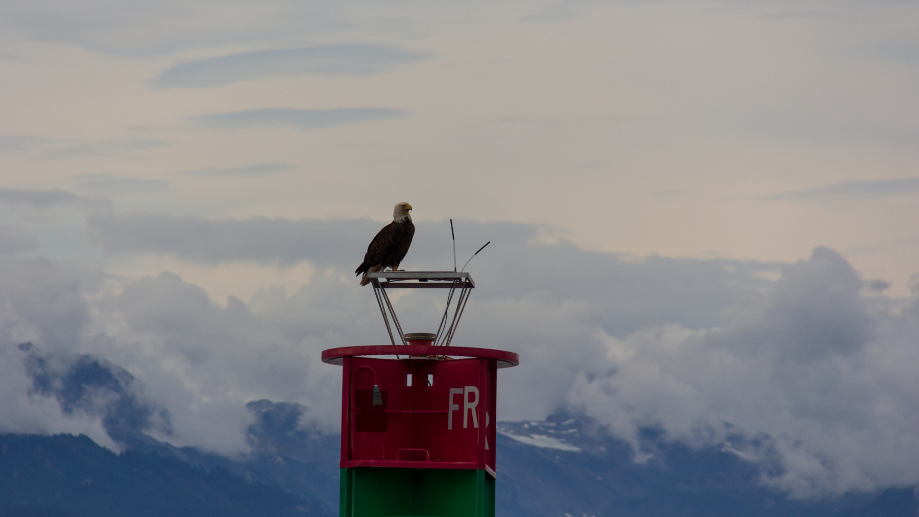 Bald Eagle top of   a buoy near Point Retreat Lighthouse on  ninety-mile-long Admiralty Island near Juneau, Alaska