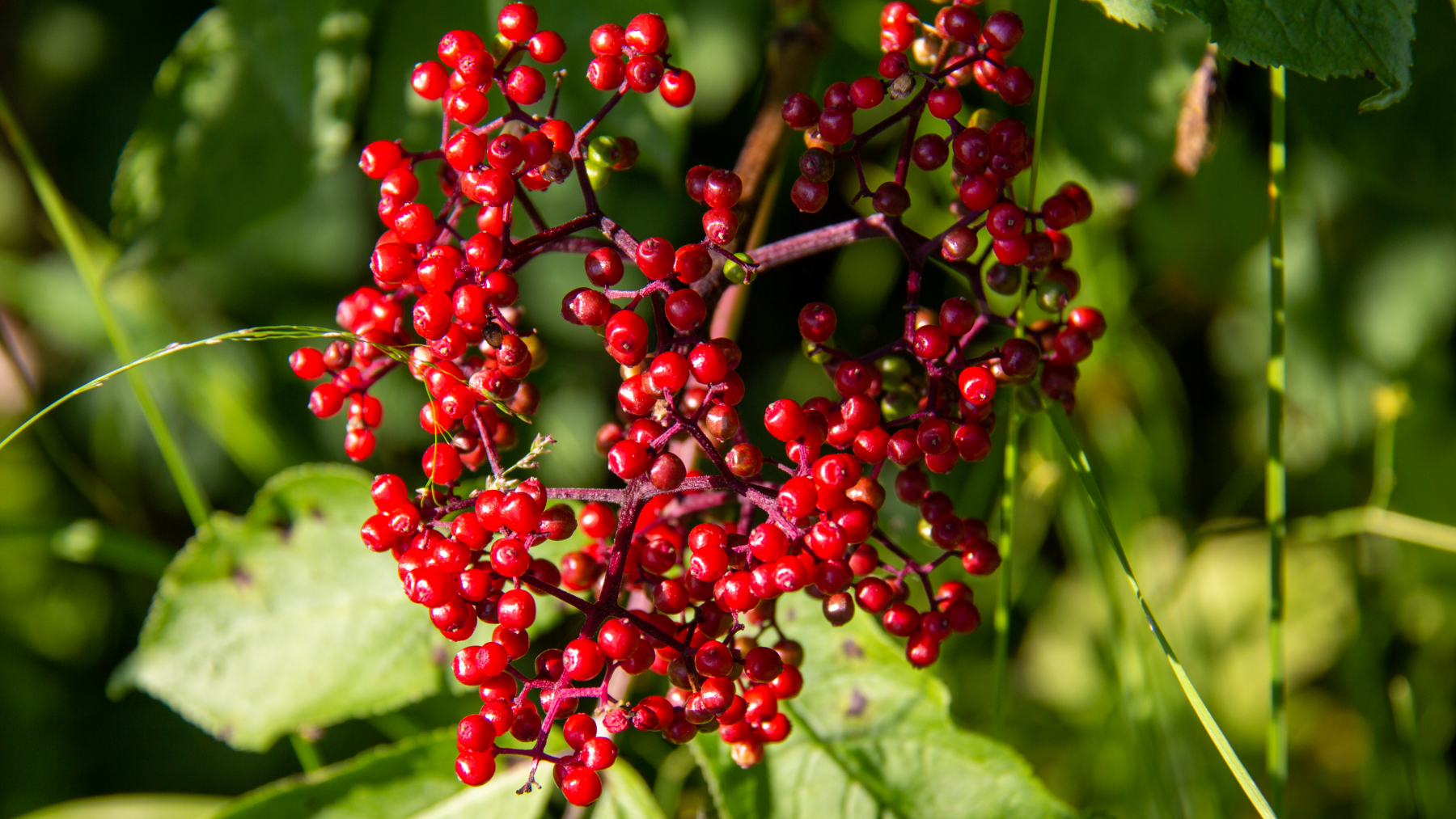 Devil's Club berries ( Echinopanax horridum ) toxic to humans