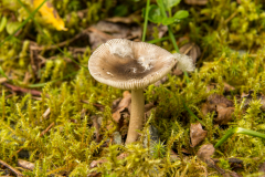 Mushroom near Mendenhall Glacier