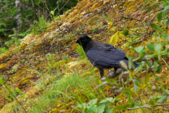 Bird near Mendenhall Glacier