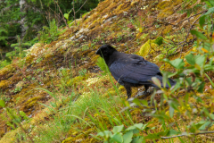 Bird near Mendenhall Glacier