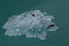 Alaskan Harbour Seals on Iceberg