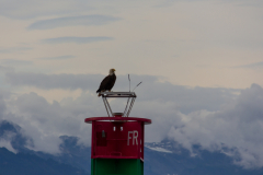 Bald Eagle top of   a buoy near Point Retreat Lighthouse on  ninety-mile-long Admiralty Island near Juneau, Alaska