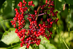 Devil's Club berries 
( Echinopanax horridum ) toxic to humans