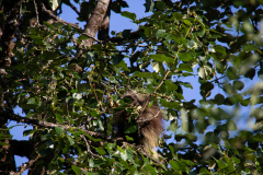 North American porcupine