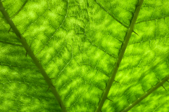 Alaska plant
