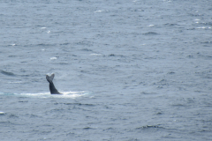 Humpback Whale Tail in Alaska Feeding