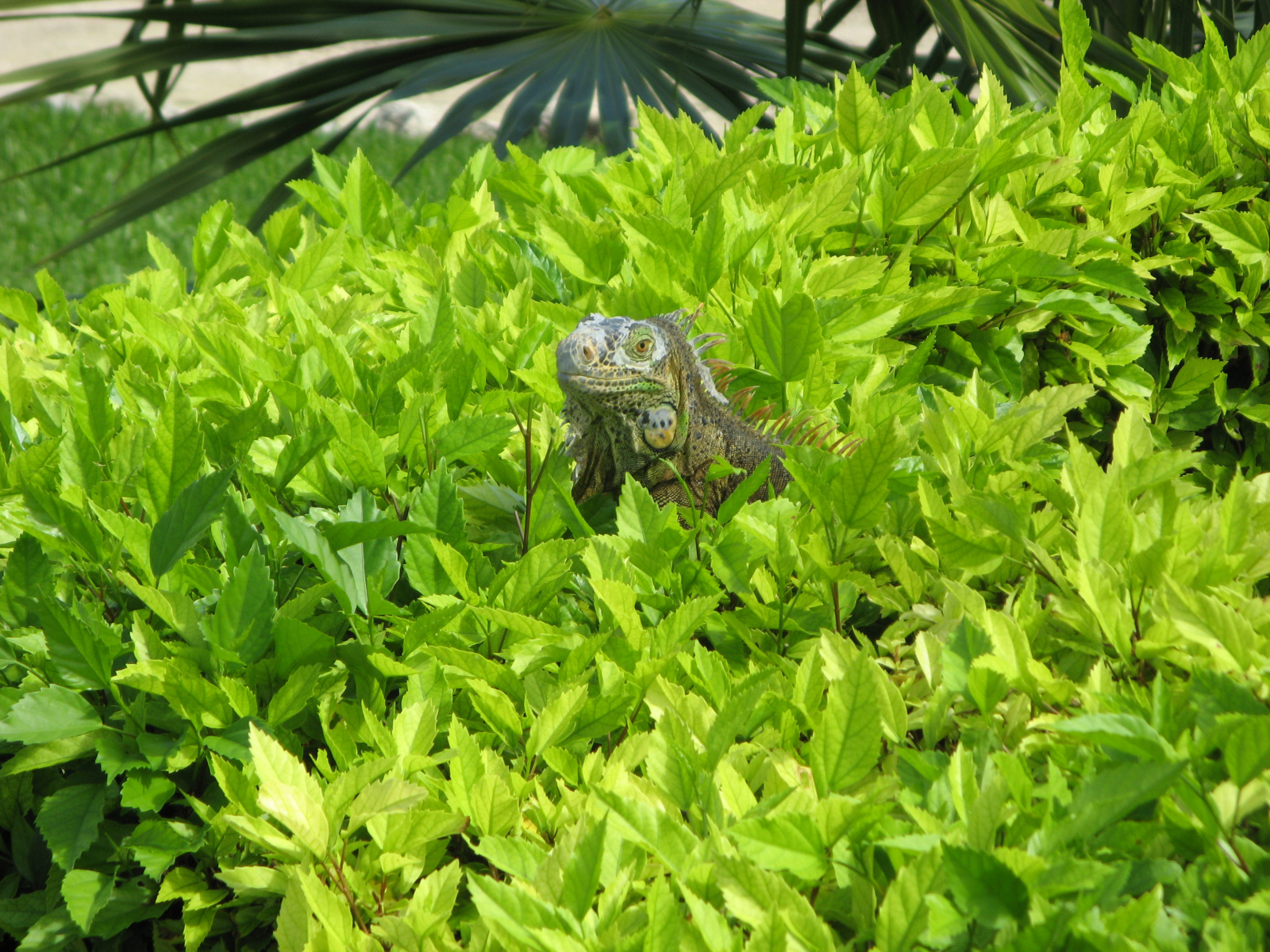 Green Iguana in Chankanaab National Park