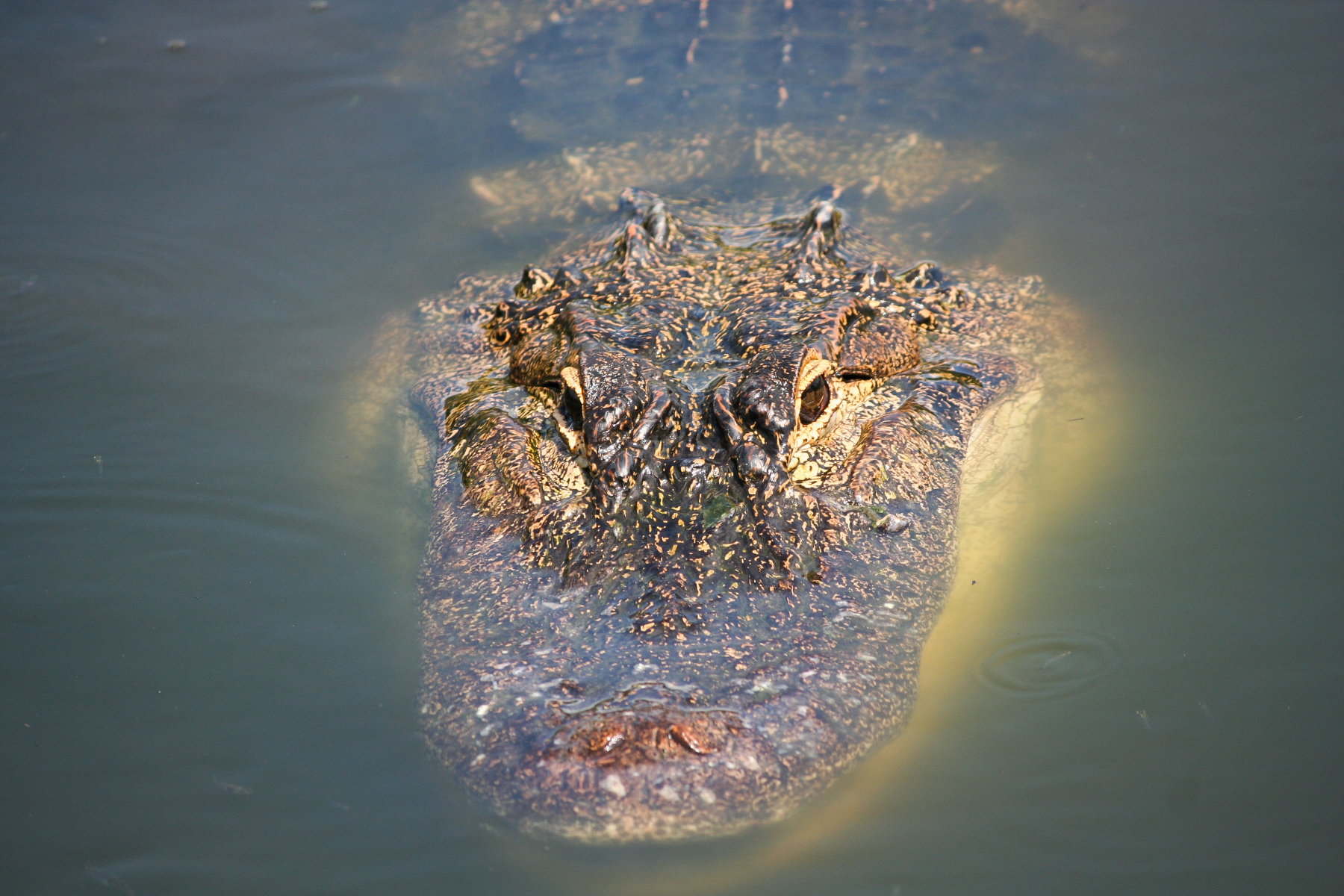 American alligator (Alligator mississippiensis )