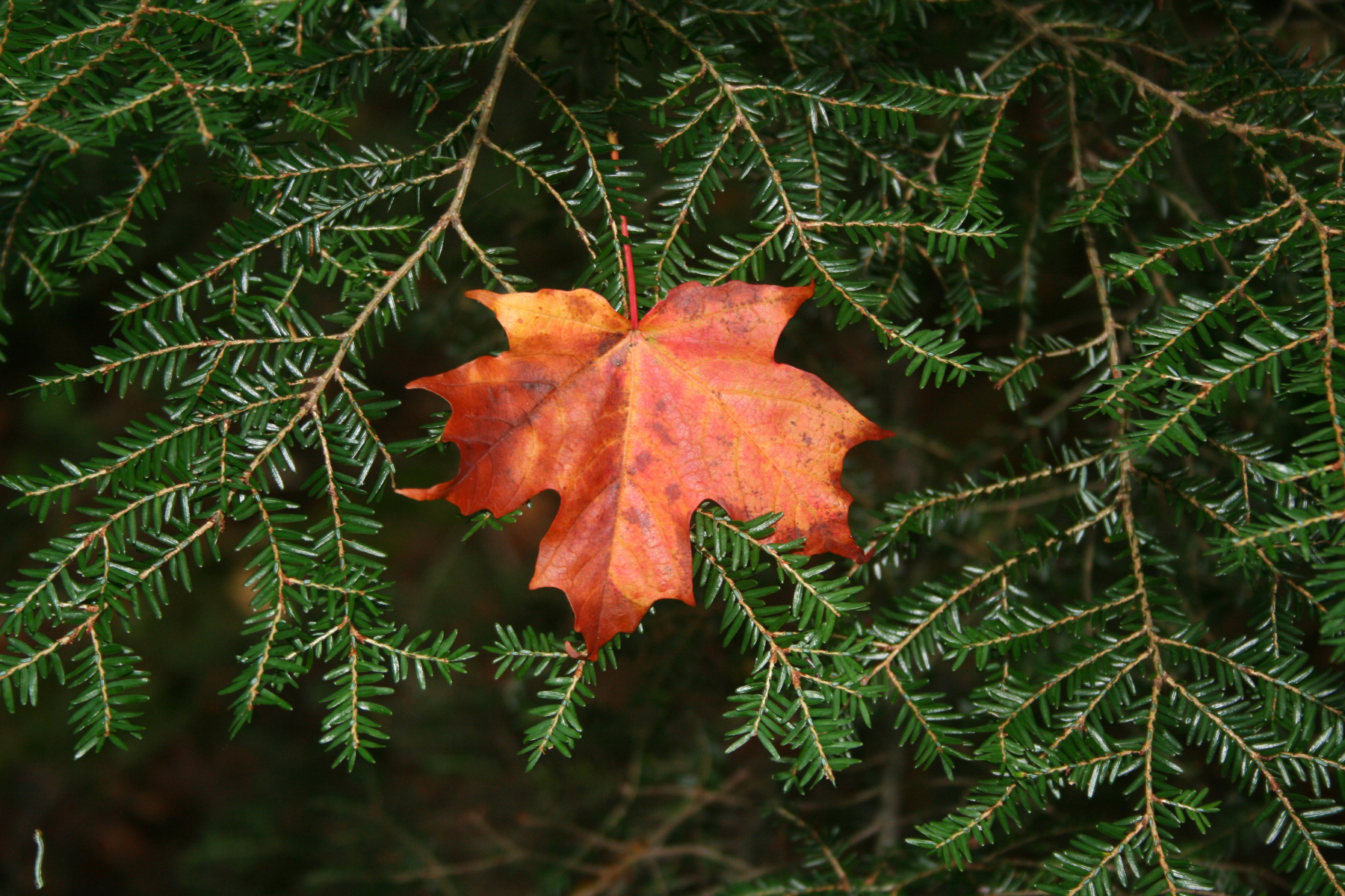 Fallen Maple Leaf