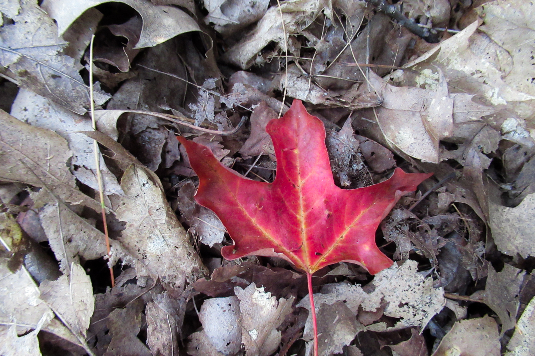 Maple Leaf - Fall is Coming