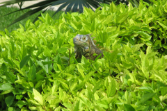 Green Iguana in Chankanaab National Park