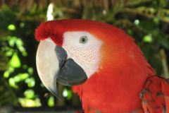 Scarlet Macaw (Ara macao)