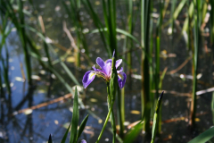 Blue Flag Iris