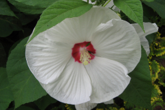 Halo Blossom