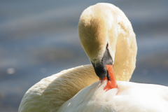 Mute Swan (Cygnus olor)