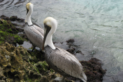 Pelicans