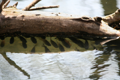 Fish hiding under log