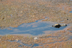 Young American alligator (Alligator mississippiensis )