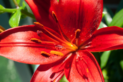 Lilly