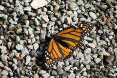 The monarch butterfly (Danaus plexippus)